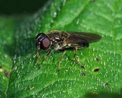Cheilosia scutellata