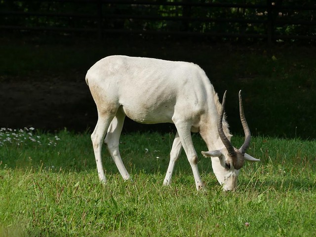 Mendesantilope, Zoo Prag