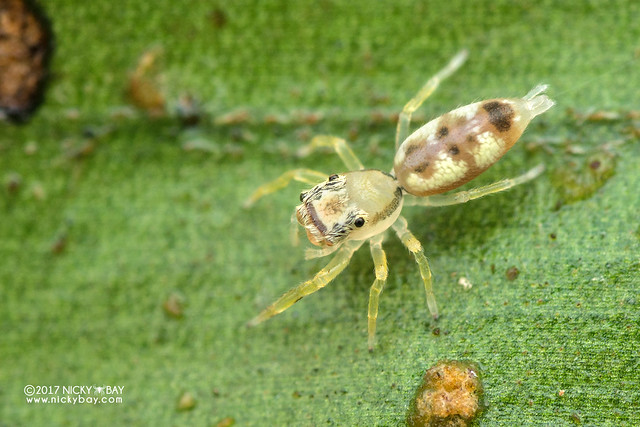 Jumping spider (Bavia sp.) - DSC_7804