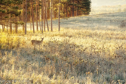 2017 appalachia autumn fall westvirginia deer outdoors nature frost october whitetaileddeer canaanvalley sunrise light morning onethousandgifts 1000gifts wilderness canaanvalleyresortstatepark