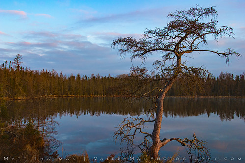 boglake lakebemidjistatepark minnesota tamarack forest lake landscape tree water