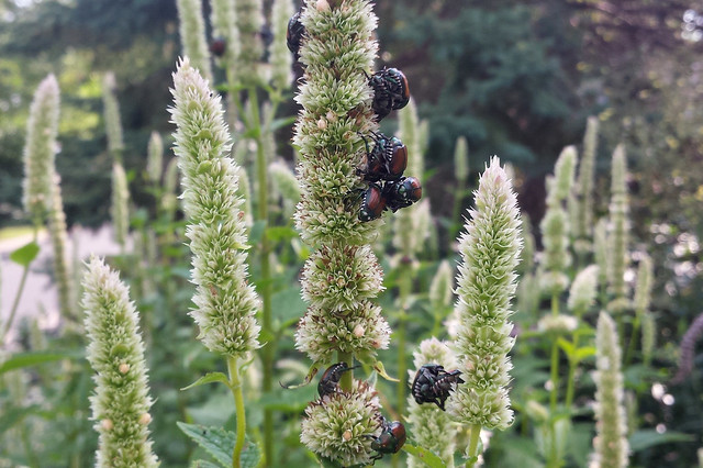 dozens of hyssop stems, the closest two each with many beetles