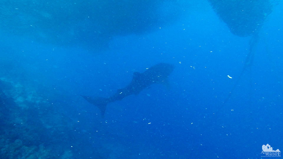 Whale Shark in Panagsama, Moalboal