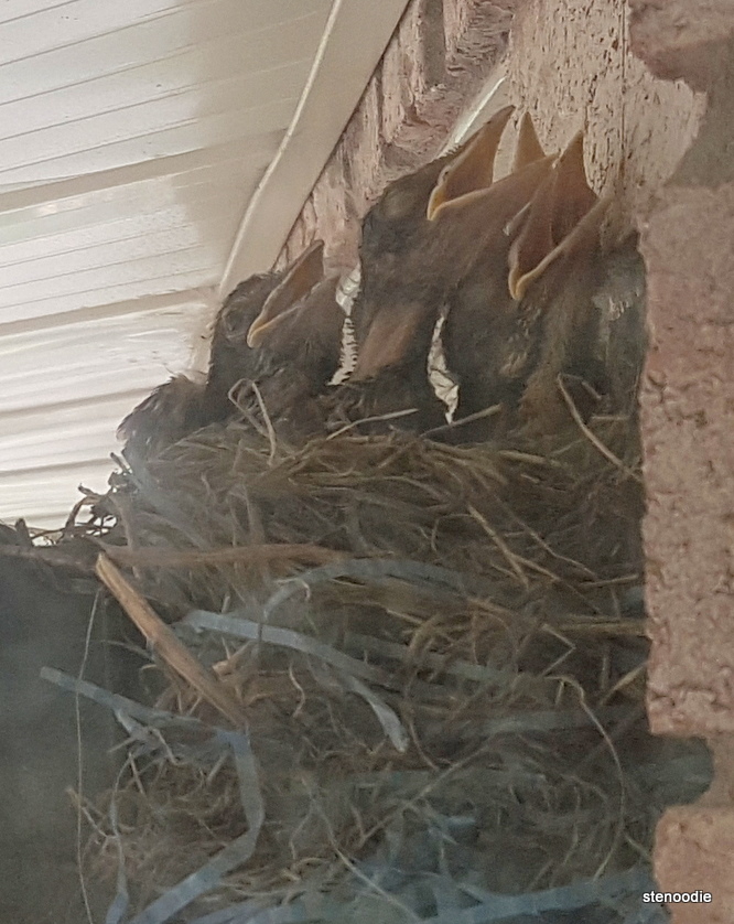  baby robins in nest