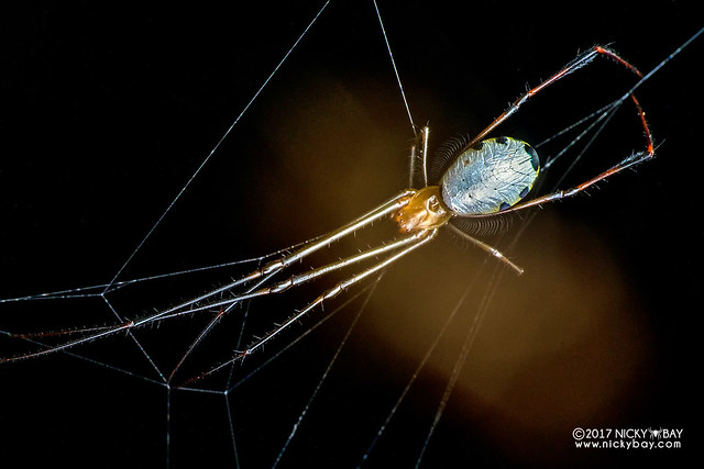 Big-jawed spider (Leucauge sp.) - DSC_9072