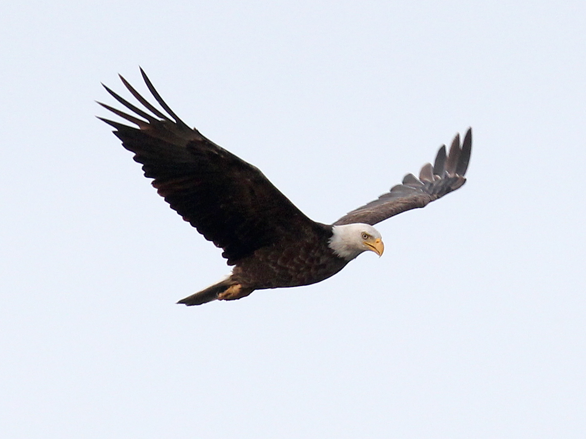 Photograph titled 'Bald Eagle'