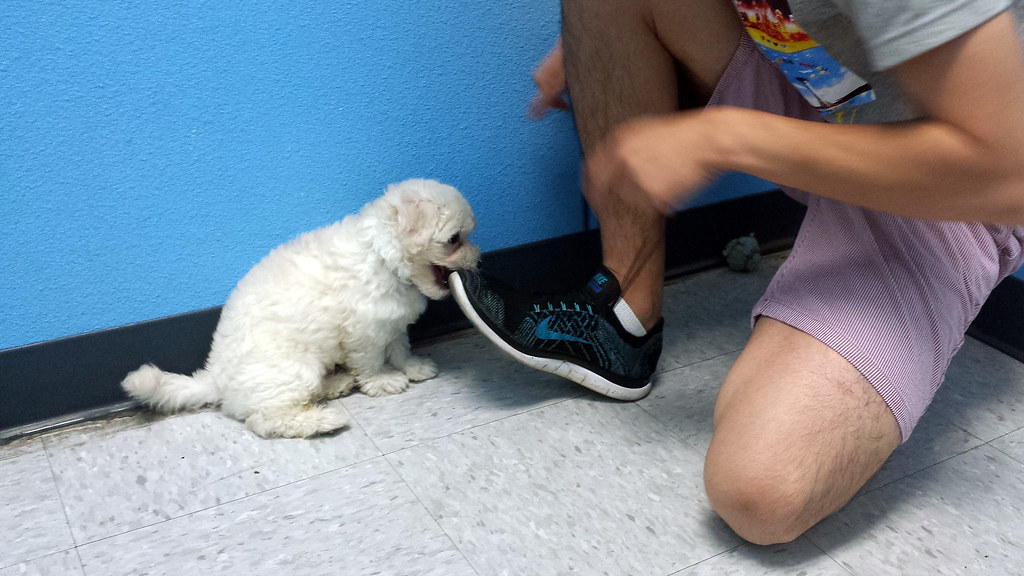 This dog untied Ed's shoelaces, then tried to eat his shoe