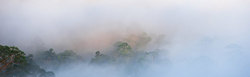 lahaddatu sabah malaysia my danumvalley borneo fog rainforest landscape morning geotagged