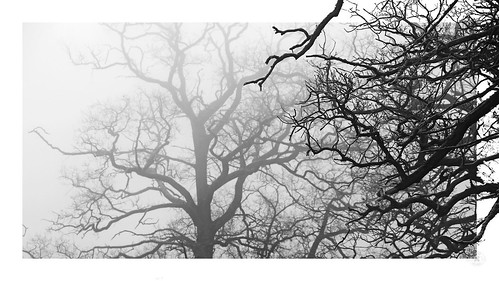 black white schwarz weiss natur nature tree baum mist nebel winter arbor hibernus foreground vordergrund rahmen detail minimal kreativ creativ view pov pflanze gewächs plant