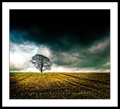 lone tree dark cloudy skies hill field killyleagh county down northern ireland