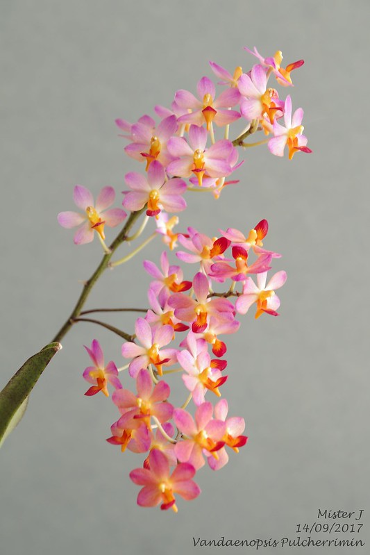 Vandaenopsis Pulcherrimin (Phalaenopsis pulcherrima X Vanda miniata) 36405326303_37598283d2_c