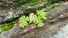 Fern from stone