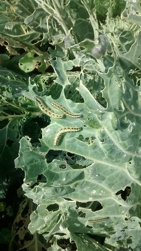 caterpillar-eaten cabbages Sept 17 2