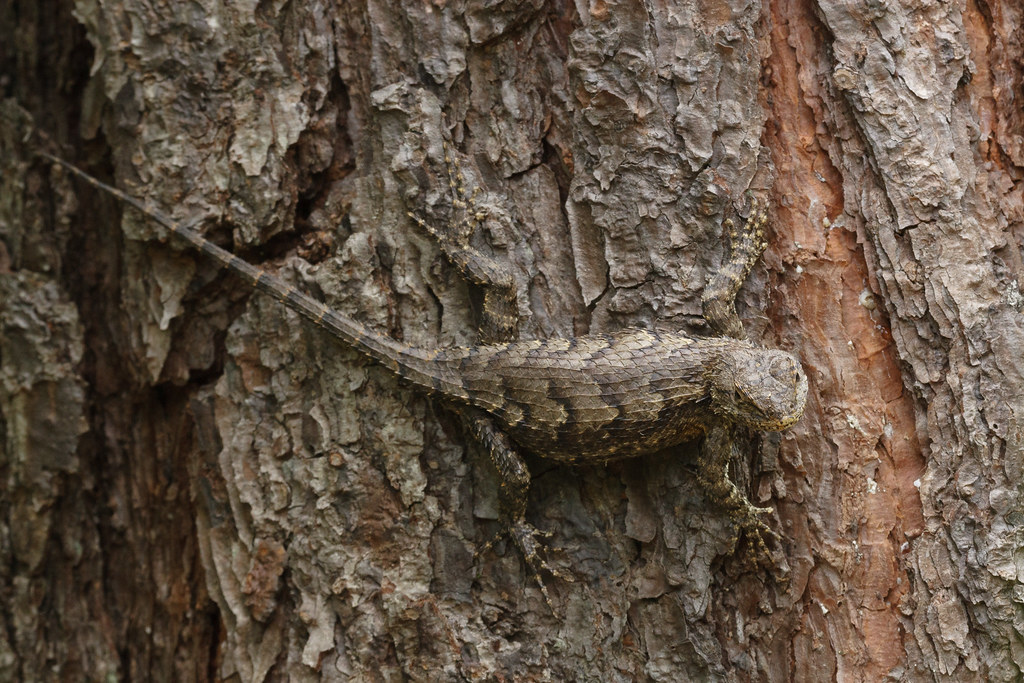 An eastern fence lizard clings to the vertical face of a tree