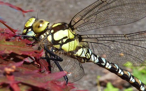 odc southernhawker aeshnacyanea dragonfly august bournemouth insect
