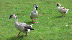 Cerza Zoo - geese - Photo of La Chapelle-Hareng