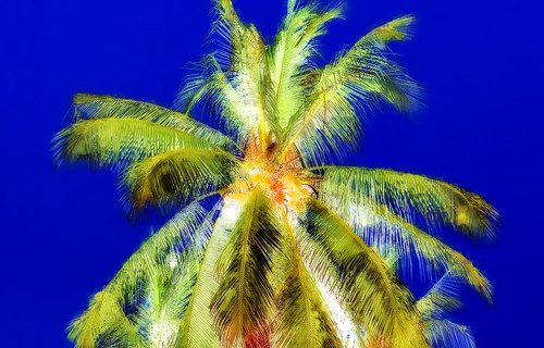 thailand kohchang palmtree asienmanphotography asienmanphotoart coconut coconuttree