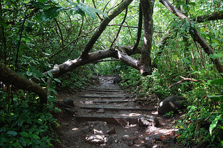 154 Manoa Falls Trail
