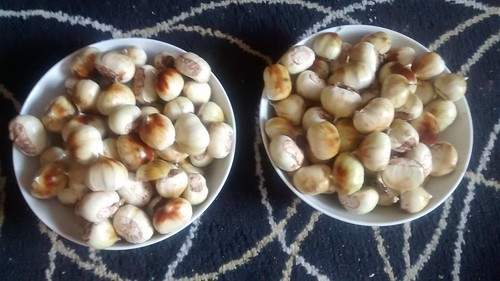 sweet chestnuts Sept 17 (3)