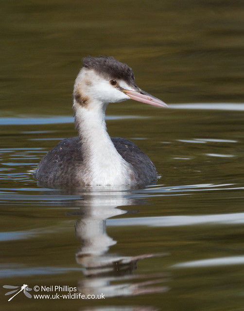 Great crested grebe-5