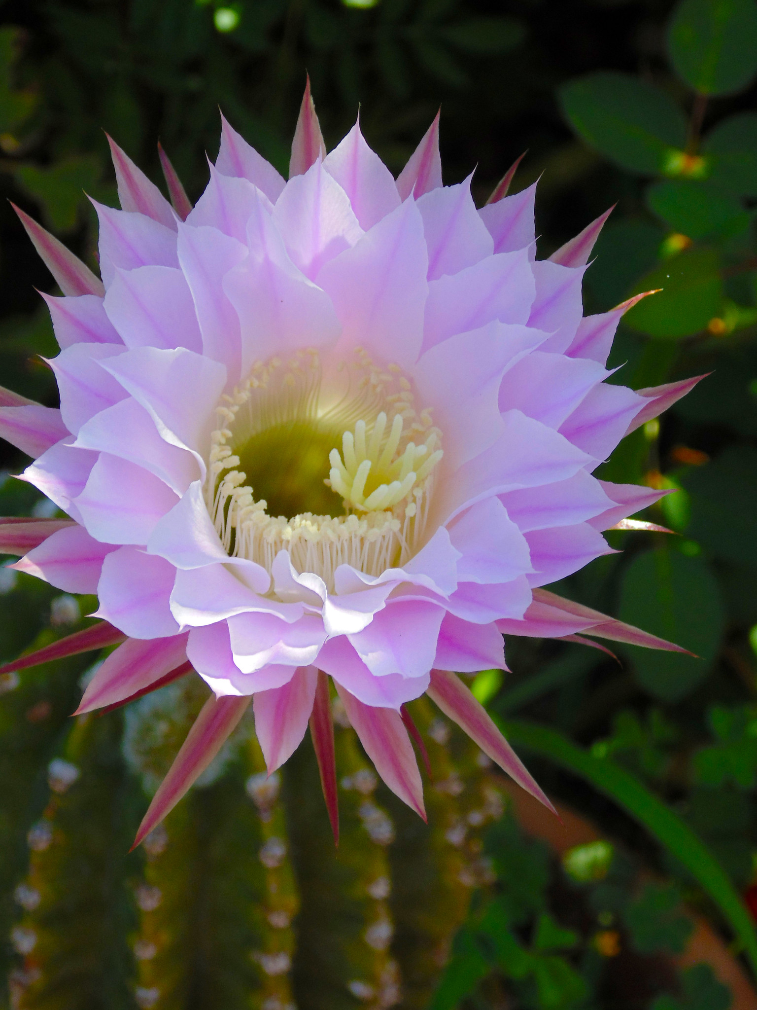 Cactus flower close up
