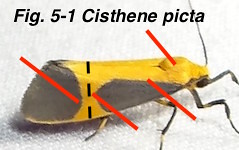 Fig 5-1 Cisthene picta TX911893-Hendrickson-BG