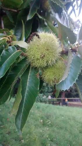 sweet chestnuts Sept 17 (4)