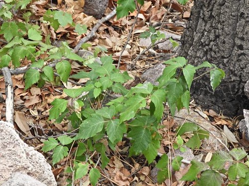 Poison Ivy, South Fork, Chiricahua Mts., AZ