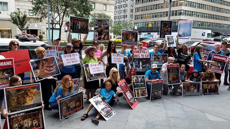 New York, South Korean Consulate General, ‘Boknal’ Demonstration for the South Korean Dogs and Cats (Day 3) – August 11, 2017 Organized by The Animals' Battalion