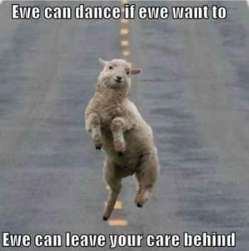 sheep safety dance