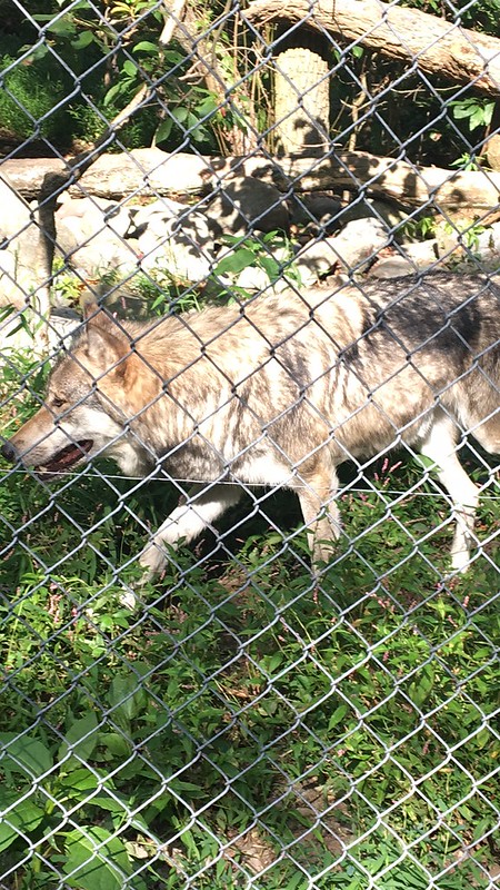 Lakota Wolf Preserve