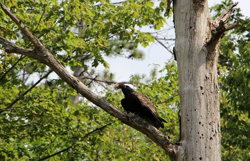 usa new york state sandy creek forest nature vulture wildlife