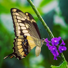 A beautiful giant swallowtail feeds on vervain in the RAPSO garden.   #giantswallowtail #butterfly #trinidadandtobago  #rapsoimaging #experiencedalternative #ttunseen #colour  #whyilovetrinidad #nature #greatnature #tropical #worldmastershotz_nature  #tv_