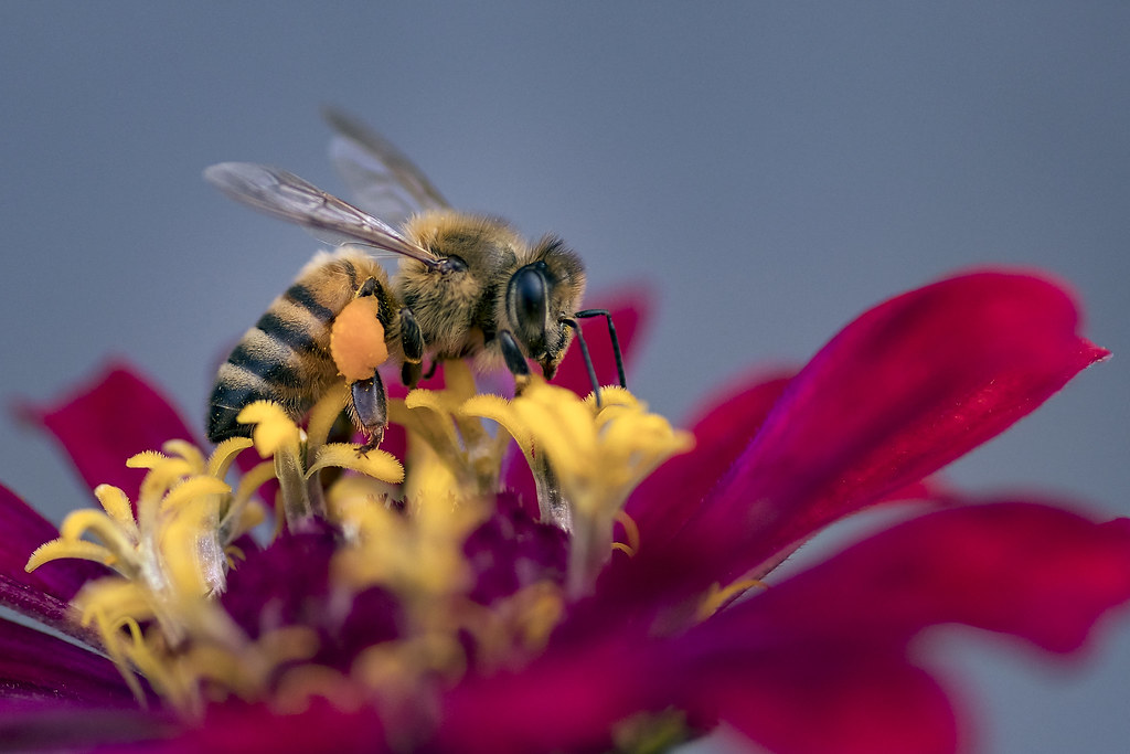 Honeybee on the Flower