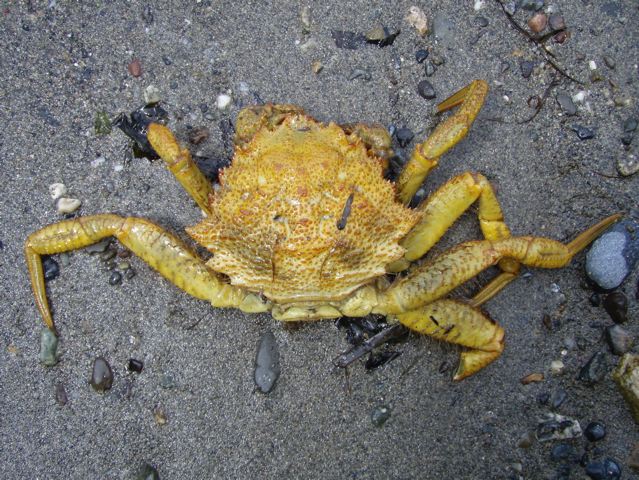helmet crab
