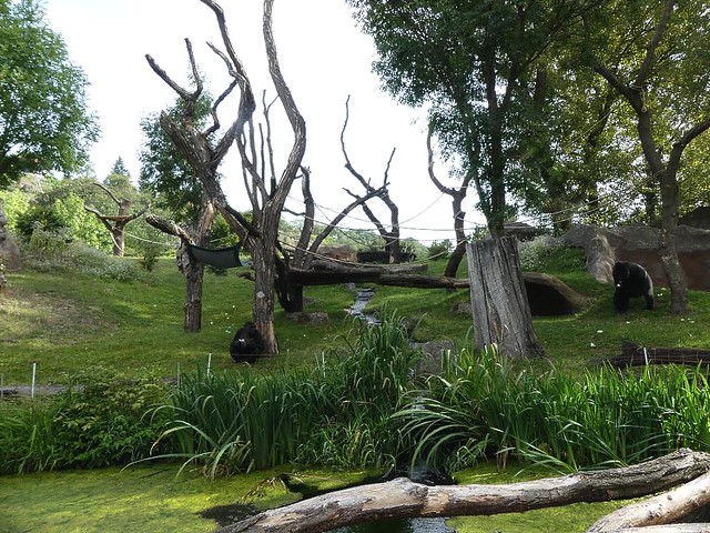 Gorillaanlage, Zoo Prag