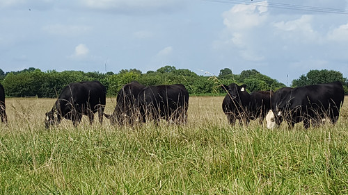 Cattle grazing fescue