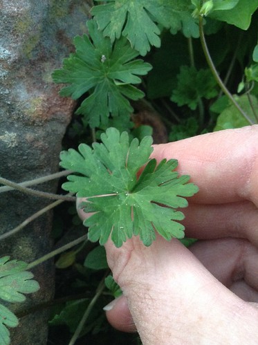 Carolina Geranium