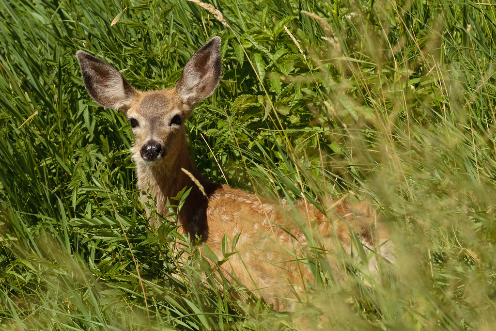A white-spotted mule deer fawn in tall grass in Smith Rock State Park