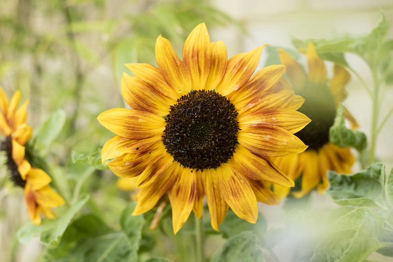 Cambridge Sunflowers