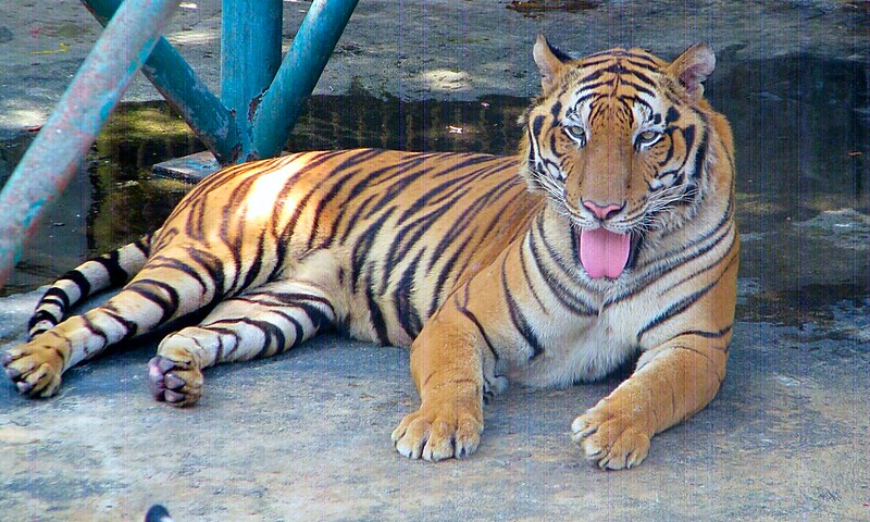 Siracha Tiger zoo near Pattaya
