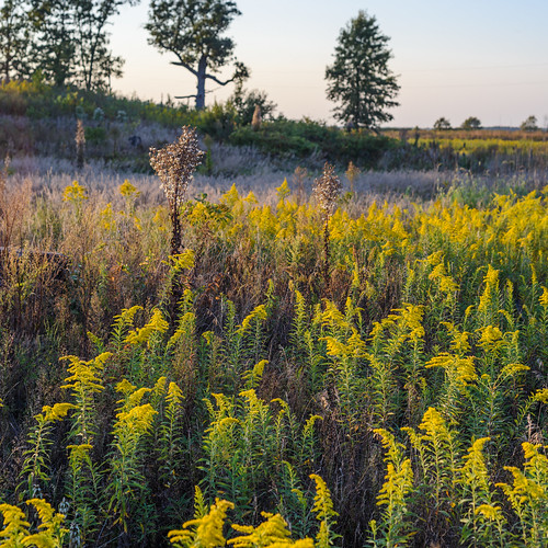 grass goldenrod summer field indiana kankakeesands nature flower prairie outdoors indiananature plant yellow kankakee dusk