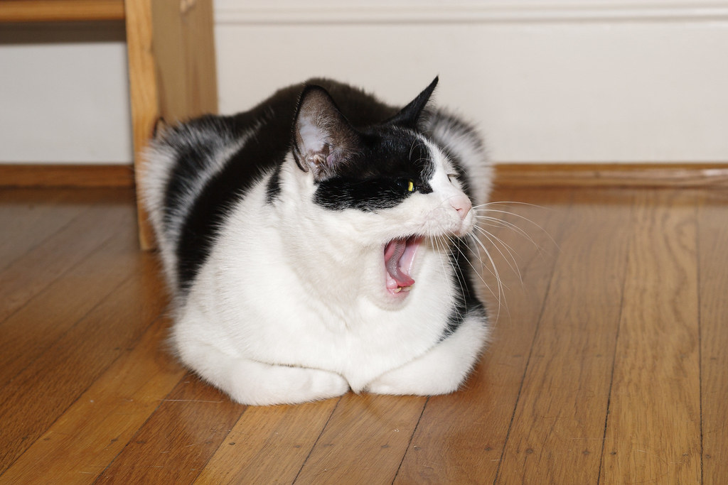 Our black-and-white cat Scout yawns while resting on the hardwood floor