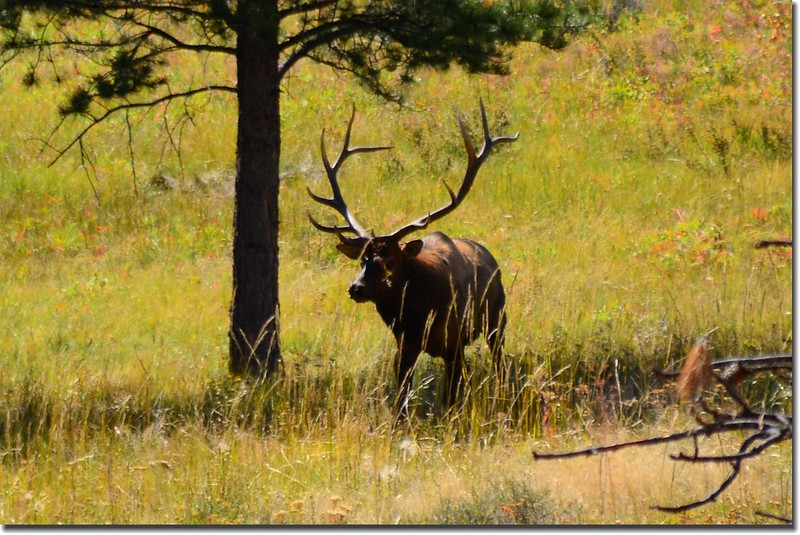 Elk at Rocky Mountain National Park (1)