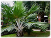 Latania loddigesii (Blue Latan Palm, Latan Palm, Blue Latania Palm)