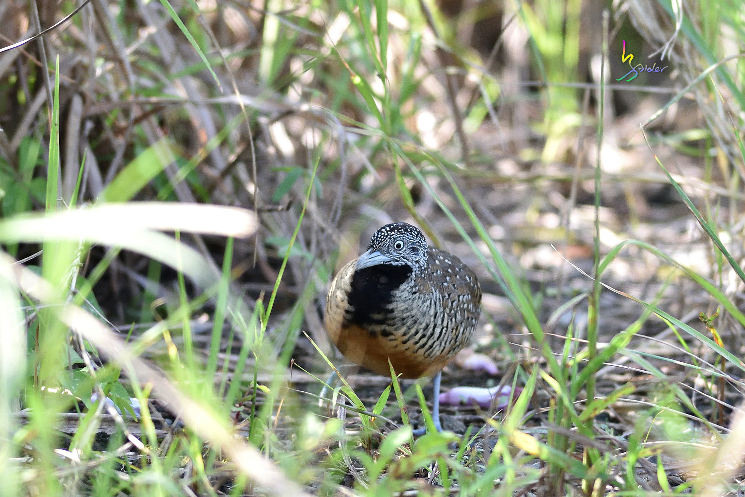 Barred_Buttonquail_1427