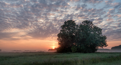 clouds dawn fence grass landscape saturday summer sun sundawn sunrise tree trees middendelfland nederlandvandaag groundfog