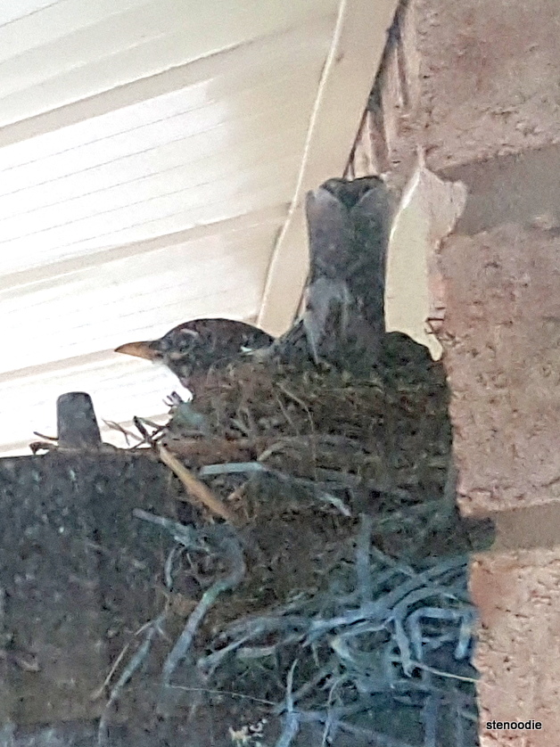  robin sitting on her nest