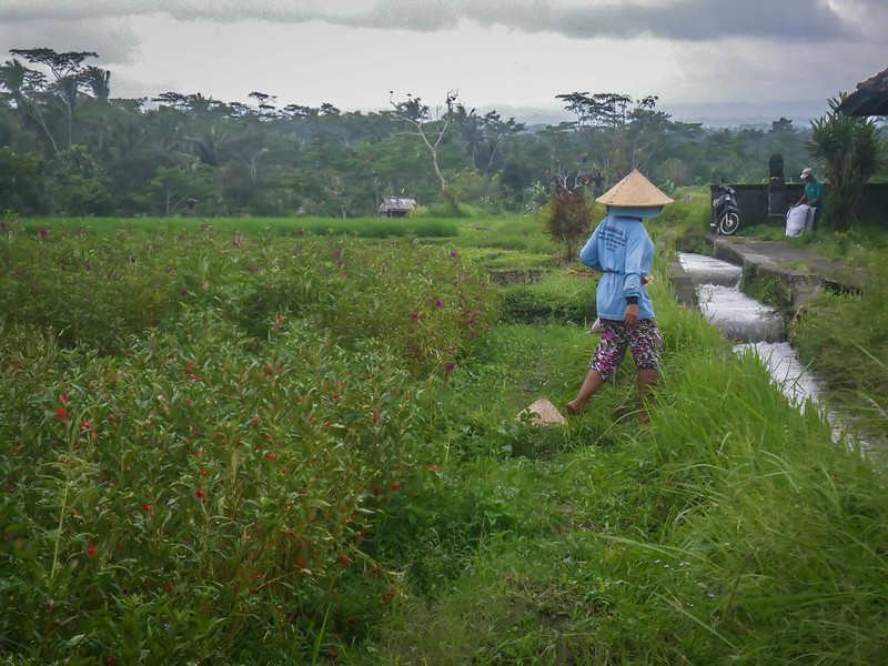 Bali, les rizières 36823263652_65894b7b98_c