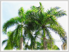 Some Roystonea regia (Cuban Royal Palm, Florida Royal Palm, Royal Palm) seen in the compound of Hospital UKM, Kuala Lumpur, 28 March 2011